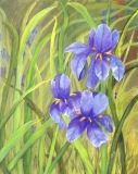 Maine Iris