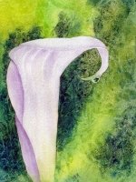 Sego Lily