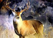 Buck