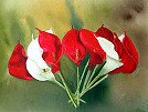 Calla Lilies
