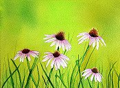 Cone Flowers