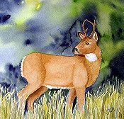 Connors Buck