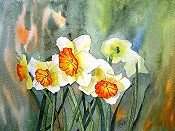 Daffodils