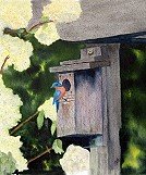 Home For Spring