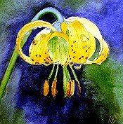 Lily