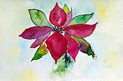 Poinsettia