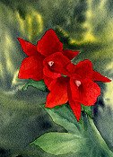 Red Orchids