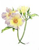 Roses