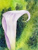 Sego Lily