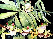 Tree Frogs