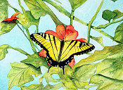 Butterfly In Spring