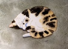 Sleepy Kitty