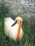 Trumpeter Swan