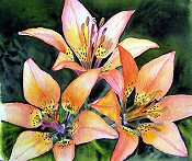 Lillies