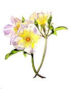 Wild Roses