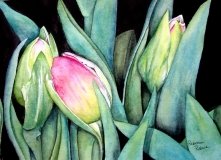 Tulips