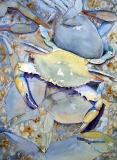 Blue Crabs