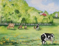 Cows at Kinder Farm