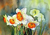 Daffodils