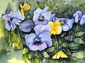 Pansies