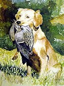 Retriever