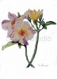 Wild_Roses