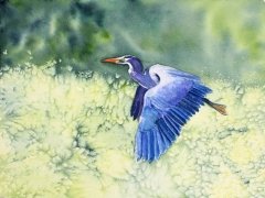 Blue Heron in Flight