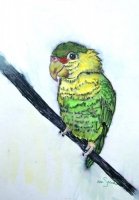 Polly Parrot