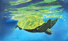Emerald Sea Turtle