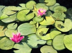 Waterlily Pond