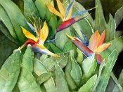 Bird Of Paradise