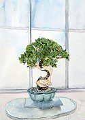 Bonzai