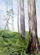 Misty Trees