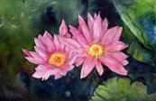 Water Lilies