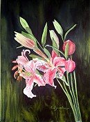 Stargazer Lilies