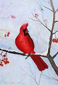 Winter Cardinal