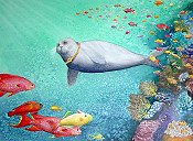 Selkie