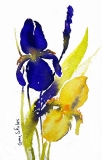 Blue And Yellow Iris