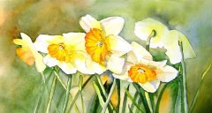 Daffodils