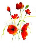 Poppies 2