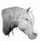 Every  Young Girl\'s Wish