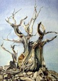 Bristlecone Pine