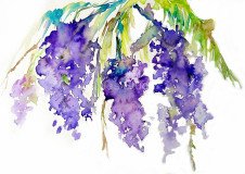 Wisteria 2