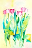 Beautiful Tulips