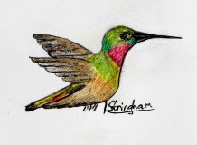 Ruby-Throated-Hummingbird