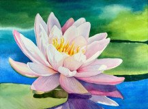 Gilded Lily