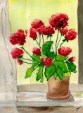 1_Potted-Geraniums