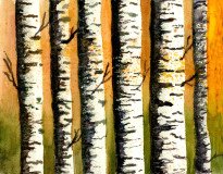 Autumn-Birches