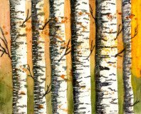 Autumn-Birches
