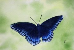 Blue Splendor